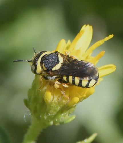 Réf. 239 791 : Pseudoanthidium scapulare